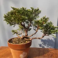 2026年最新】糸魚川真柏の人気アイテム - メルカリ