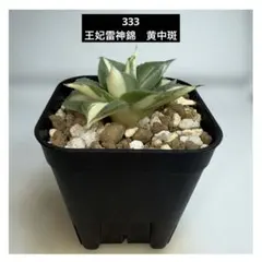 2025年最新】アガベ雷神の人気アイテム - メルカリ