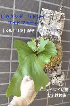 2026年最新】ビカクシダ リドレイ コルクの人気アイテム - メルカリ