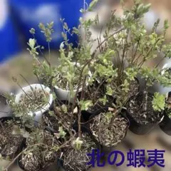 2026年最新】ハスカップ 苗の人気アイテム - メルカリ