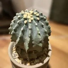 棘無王冠竜　古木　木質化　古株 棘無王冠竜 古木 木質化 古株 - メルカリ