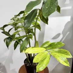 2025年最新】ザミオクルカスの人気アイテム - メルカリ