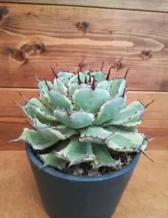 アガベ　吉翔冠錦　極上優秀株 　2株　チタノタ　抜き苗 アガベ 吉翔冠錦 極上優秀株 チタノタ 抜き苗 - メルカリ