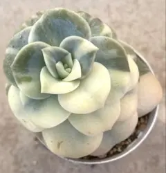 2025年最新】ラブリーローズ錦の人気アイテム - メルカリ