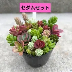 ひーちゃん様 リクエスト 2点 まとめ商品