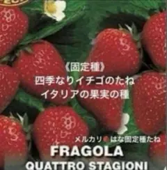 てん様専用　リクエスト 2点 まとめ商品