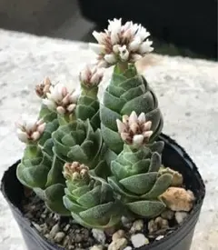 花椿　抜き苗　④