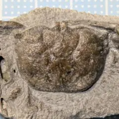 2026年最新】ノジュール 化石の人気アイテム - メルカリ