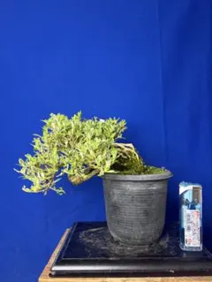 白花サンザシ 盆栽 - メルカリ