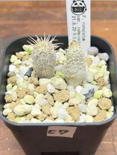 2025年最新】パキポディウム イノピナツムの人気アイテム - メルカリ