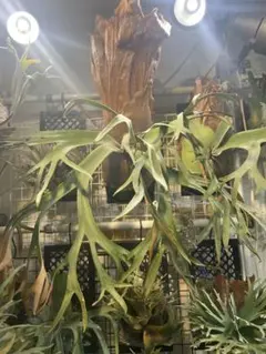 2025年最新】ビカクシダの人気アイテム - メルカリ