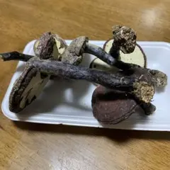 2026年最新】天然 霊芝 置物の人気アイテム - メルカリ