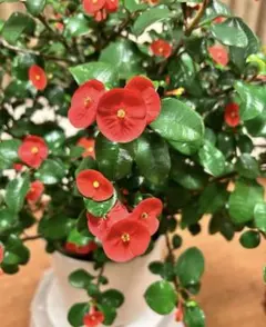 2026年最新】ハナキリンの人気アイテム - メルカリ