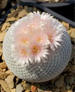 2026年最新】サボテン、の人気アイテム - メルカリ