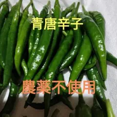 農薬不使用 青唐辛子100本 - メルカリ