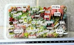 多肉植物 カット苗セット i