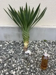 ユッカグロリオサ 安心の芋付き発根株新芽付き幹太アカベロック