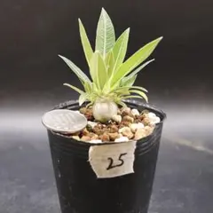 【鉢付】25 パキポディウム　グラキリスsp 実生　塊根植物のサムネイル