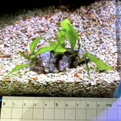 xyris sp red水中葉子株1株 水草 ADA 水槽 - メルカリ