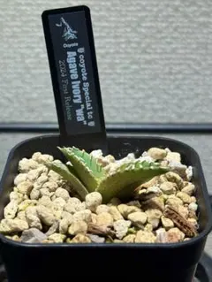 2025年最新】白豪刺 アガベの人気アイテム - メルカリ