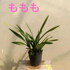 つるもも様 リクエスト 2点 まとめ商品