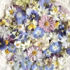 押し花 NO.377 忘れなぐさ ダールベルグデージ➖他 - メルカリ