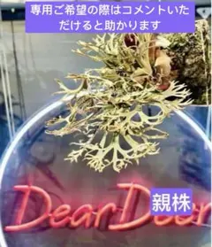 Shishi様 リクエスト 2点 まとめ商品速達