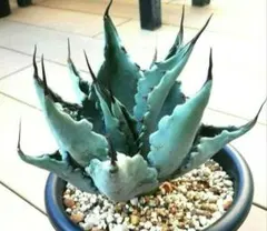 2025年最新】コロラータ アガベの人気アイテム - メルカリ