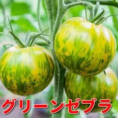 カっちゃん様 リクエスト 2点 まとめ商品