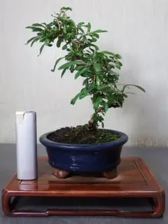 2025年最新】クコ 盆栽の人気アイテム - メルカリ