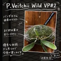 P.Bacteria 長期養生株 スポア P.Bacteria spore 長期養生株 - メルカリ