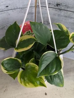 観葉植物 ポトス ステータス フェンス仕立て 7号鉢 観葉植物 - メルカリ