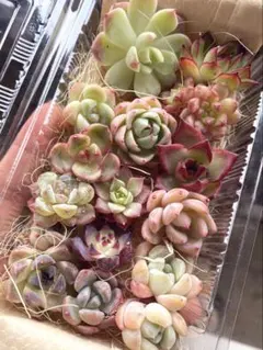 現品発送❣️カラフル系8苗詰め合わせセット❣️多肉植物 韓国苗 寄せ