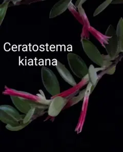 2026年最新】着生ツツジの人気アイテム - メルカリ