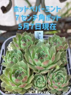 2026年最新】センペルビブムの人気アイテム - メルカリ