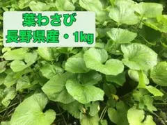葉わさび　3kg 長野県産 検）ワサビ　沢さわび　花わさび 山菜 2026年最新】花ワサビの人気アイテム - メルカリ