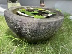 希少・一点物】ソテツ 獅子くずれ 多頭株（盆栽仕立て・塊根植物