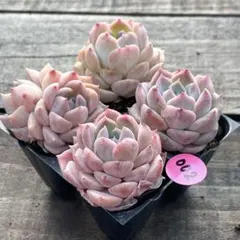 SALE❗️002多肉植物　エケベリア　アイスソール　抜き苗　4苗セット❣️のサムネイル