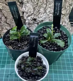 2025年最新】bucephalandraの人気アイテム - メルカリ