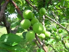 青森県 南部地方産 豊後(ブンゴ)梅 青梅 Lサイズ中身5㎏ 梅漬け 梅酒①