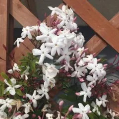 ハゴロモジャスミン 4センチポット苗