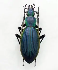 2026年最新】オサムシの人気アイテム - メルカリ