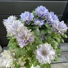 まあ　⚠プロフ必読⚠様 リクエスト 2点 まとめ商品　墨絵　クレマチス　白万重