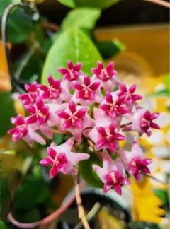 花座つき　珍種　ホヤ　Hoya Spartiodes サクララン 花座つき 珍種 ホヤ Hoya Spartiodes サクララン