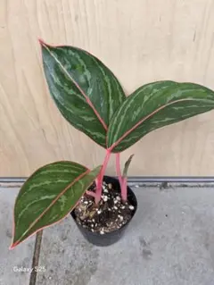 アグラオネマ　モンコンファイ　ミニ　観葉植物