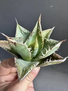 n*b様 1151 アガベ チタノタ 麻花龍 裏棘 表棘 精選優良血統 極上株 n*b様 1151 アガベ チタノタ 麻花龍 裏棘 表棘 精選優良血統