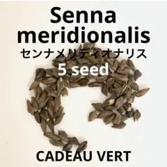 センナメリディオナリス種子 Senna meridionalis 5粒のサムネイル
