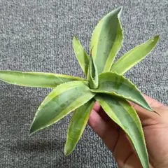 2025年最新】オバティフォリア オルカの人気アイテム - メルカリ