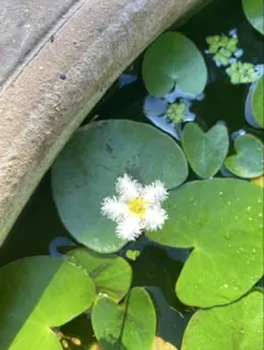 *ガガブタ3株 匿名配送ネコポス 水草 無農薬 メダカめだか 花苗 水生植物のサムネイル
