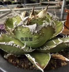 t*t様 ブツブツ　アガベ　オテロイ　訳あり 2025年最新】アガベ ブツブツの人気アイテム - メルカリ